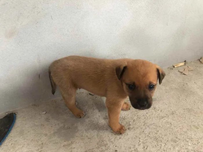 Cachorro ra a Viralata idade Abaixo de 2 meses nome Filhote