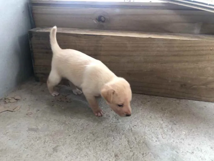 Cachorro ra a Viralata idade Abaixo de 2 meses nome Filhote