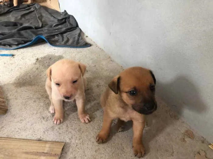 Cachorro ra a Viralata idade Abaixo de 2 meses nome Filhote