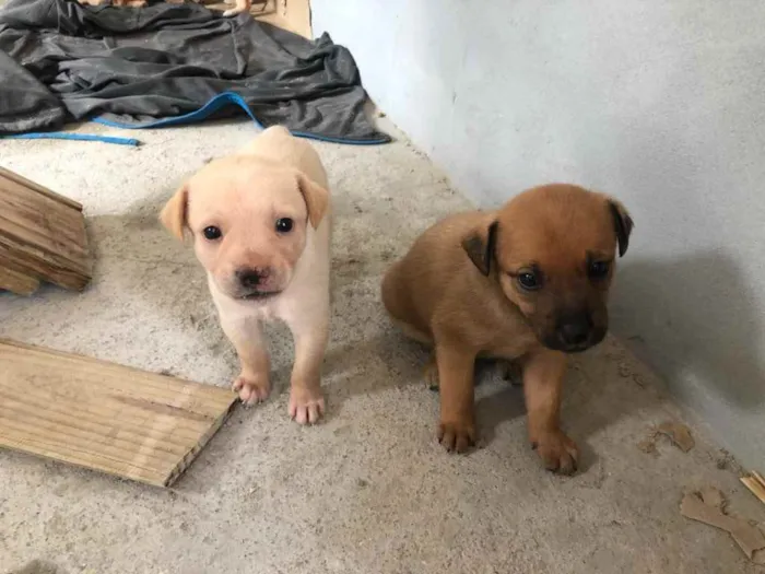 Cachorro ra a Viralata idade Abaixo de 2 meses nome Filhote