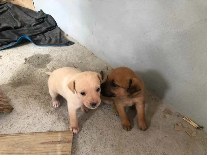 Cachorro ra a Viralata idade Abaixo de 2 meses nome Filhote