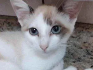 Gato raça Srd  idade 2 a 6 meses nome Rafinha lindo 