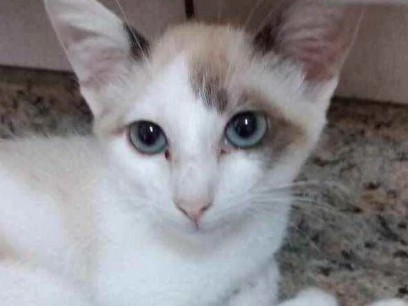 Gato raça Srd  idade 2 a 6 meses nome Rafinha lindo 