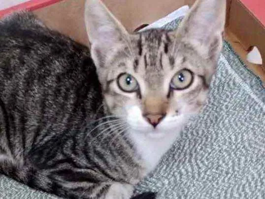 Gato raça Srd idade 2 a 6 meses nome Tigrinho 