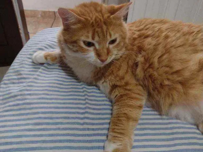 Gato ra a Angorá idade 2 anos nome Helô