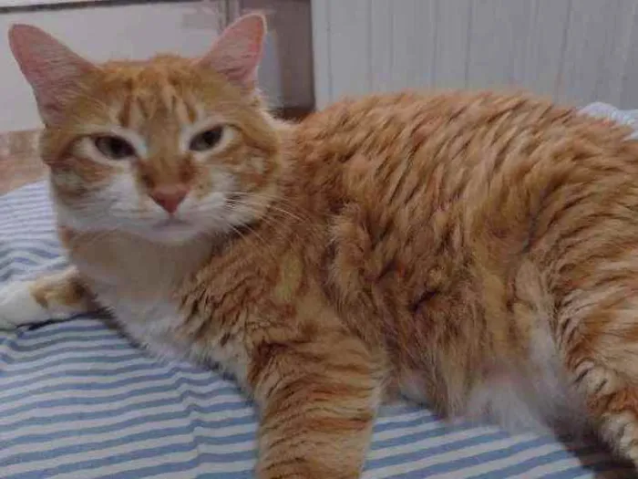 Gato ra a Angorá idade 2 anos nome Helô