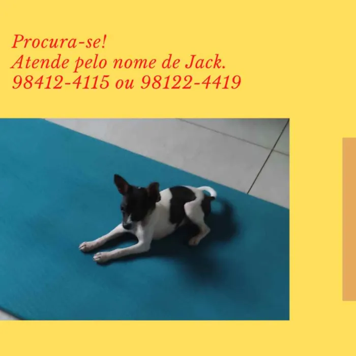 Cachorro ra a Chihuahua idade 7 a 11 meses nome Jack