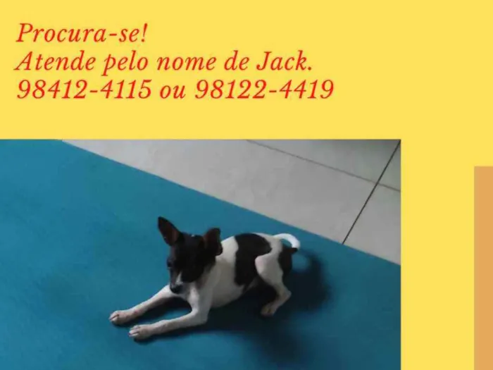Cachorro ra a Chihuahua idade 7 a 11 meses nome Jack