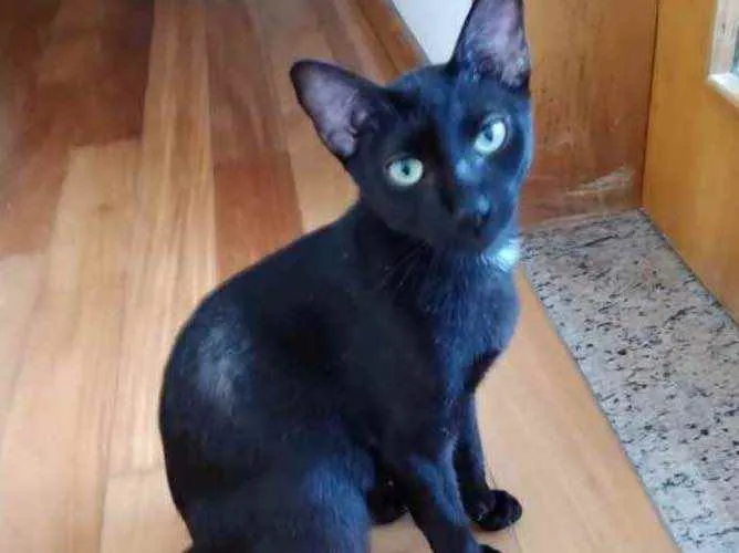 Gato raça Srd  idade 7 a 11 meses nome Amanda lindíssima 