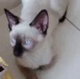 Gato raça Siamês  idade 2 a 6 meses nome Oslo lindíssimo 