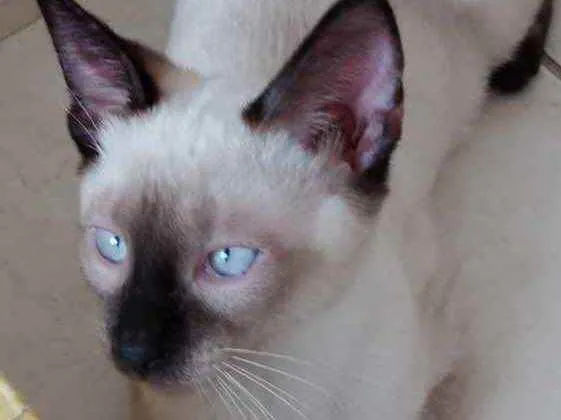 Gato raça Siamês  idade 2 a 6 meses nome Oslo lindíssimo 