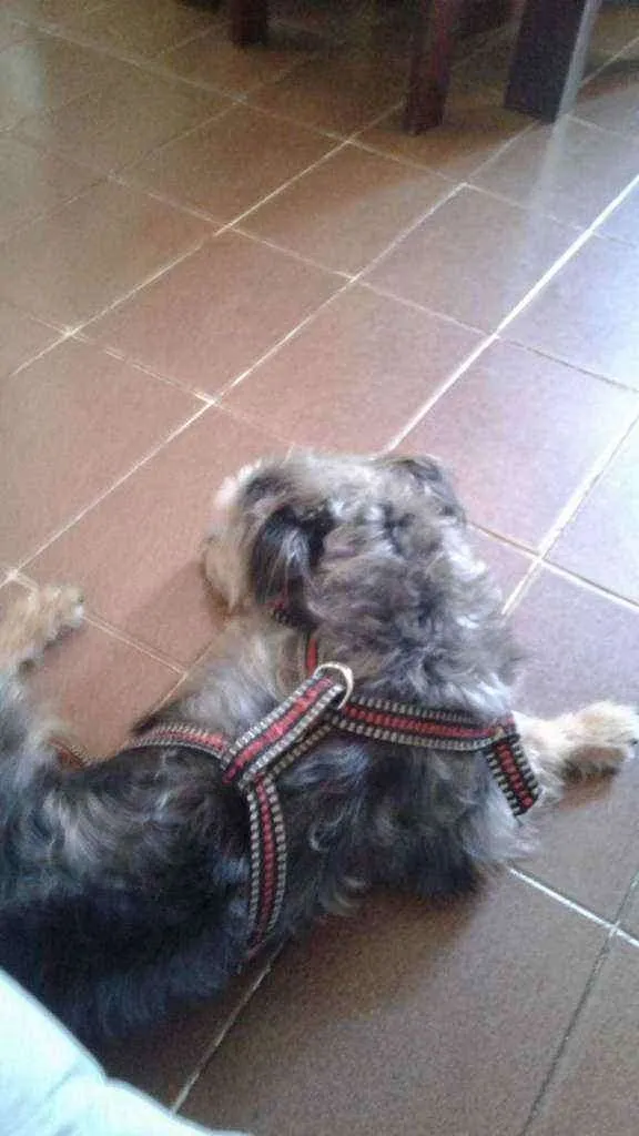 Cachorro ra a Puldoll mistura Yorkshire  idade 3 anos nome Thor 