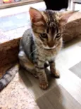 Gato raça Srd idade 2 a 6 meses nome Isabela