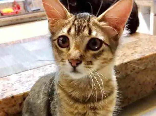 Gato raça Srd idade 2 a 6 meses nome Isabela