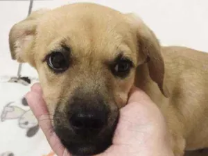 Cachorro raça SRD idade 2 a 6 meses nome Théo