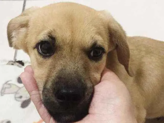 Cachorro ra a SRD idade 2 a 6 meses nome Théo