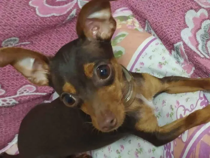 Cachorro ra a Pincher idade 7 a 11 meses nome Zeus