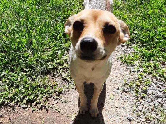 Cachorro ra a Indefinida  idade 1 ano nome Pityzinha, toti