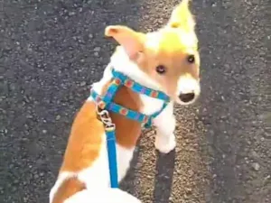 Cachorro raça SRD idade 2 a 6 meses nome Lord