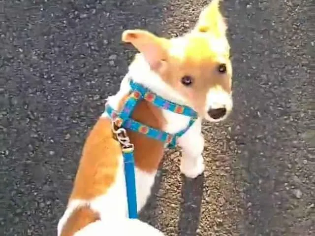 Cachorro ra a SRD idade 2 a 6 meses nome Lord