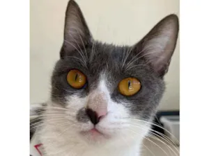 Gato raça Srd idade 1 ano nome Gaya