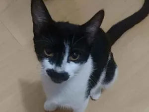 Gato raça Srd idade 7 a 11 meses nome Charlote