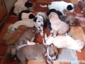 Cachorro raça Burriler e SRD idade Abaixo de 2 meses nome Sem nomes