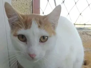 Gato raça Srd idade 1 ano nome Zoé