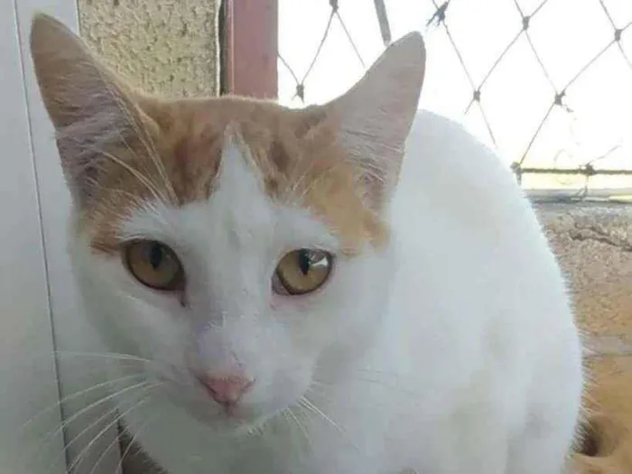 Gato ra a Srd idade 1 ano nome Zoé
