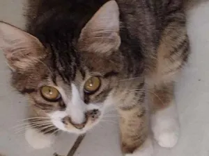 Gato raça SRD-ViraLata idade 2 a 6 meses nome Amora