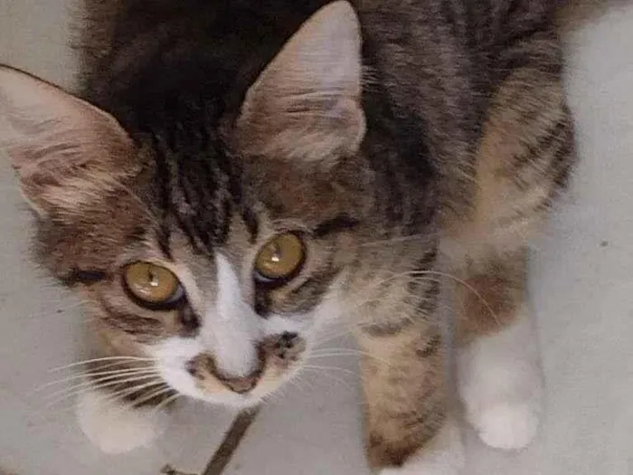 Gato ra a SRD-ViraLata idade 2 a 6 meses nome Amora