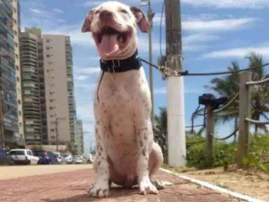 Cachorro raça American Pitbull Terrier idade 2 a 6 meses nome Rorion