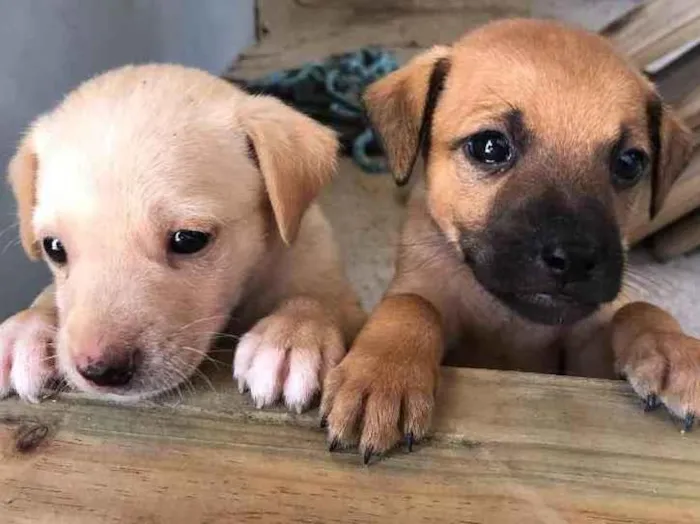 Cachorro ra a Viralata idade Abaixo de 2 meses nome Filhote