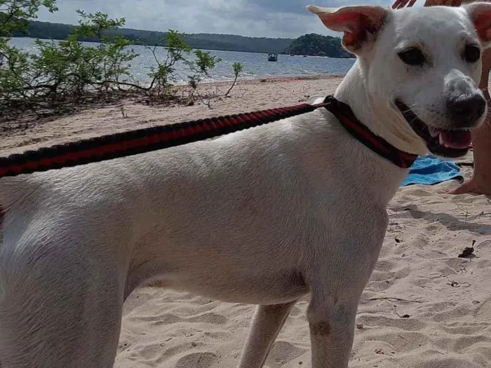 Cachorro ra a Vira-lata idade 2 anos nome HAPOLO