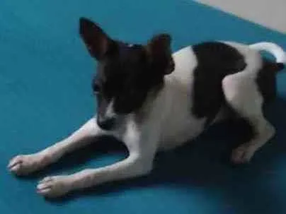 Cachorro ra a Chihuahua idade 7 a 11 meses nome Jack