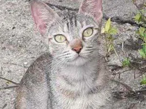 Gato raça Srd idade 7 a 11 meses nome Anna lindíssima 