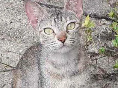 Gato raça Srd idade 7 a 11 meses nome Anna lindíssima 