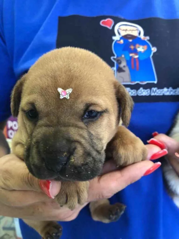 Cachorro ra a Vira-lata  idade Abaixo de 2 meses nome Klein