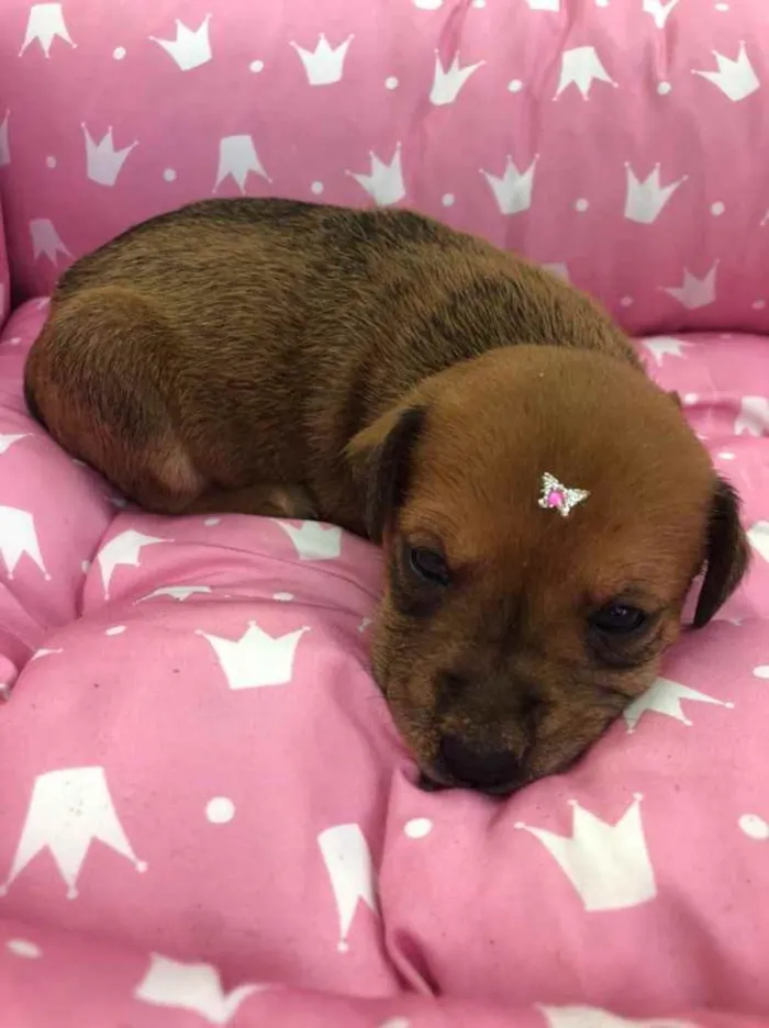 Cachorro ra a Vira-lata  idade Abaixo de 2 meses nome Krika