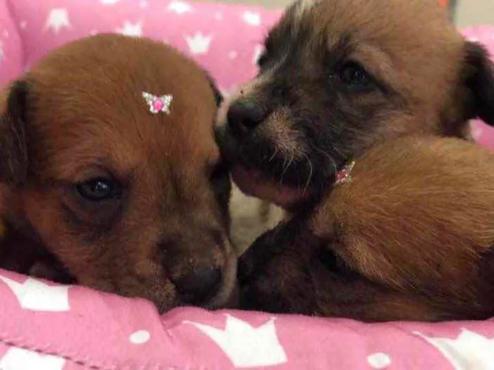 Cachorro ra a Vira-lata  idade Abaixo de 2 meses nome Amadinhos 