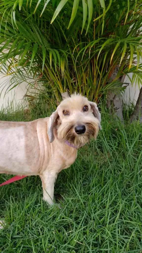 Cachorro ra a Linda idade 7 a 11 meses nome Anjinho