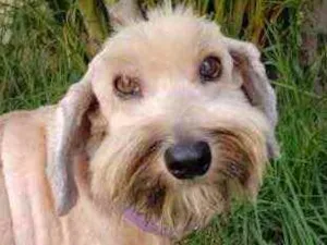 Cachorro raça Linda idade 7 a 11 meses nome Anjinho