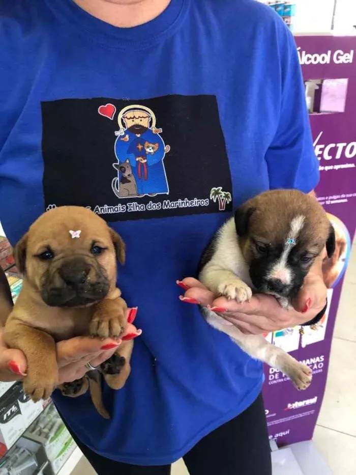 Cachorro ra a Linda idade Abaixo de 2 meses nome Peque