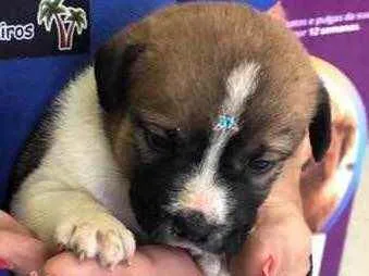 Cachorro ra a Linda idade Abaixo de 2 meses nome Peque