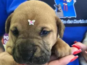 Cachorro raça Vira-lata  idade Abaixo de 2 meses nome Klein