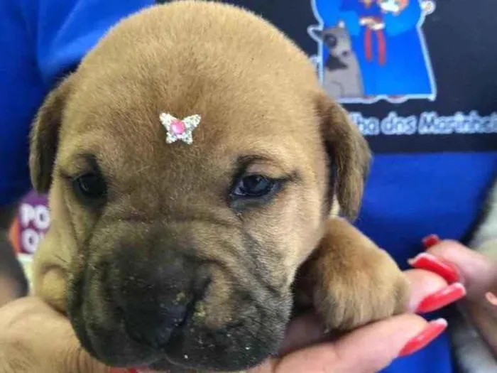 Cachorro ra a Vira-lata  idade Abaixo de 2 meses nome Klein