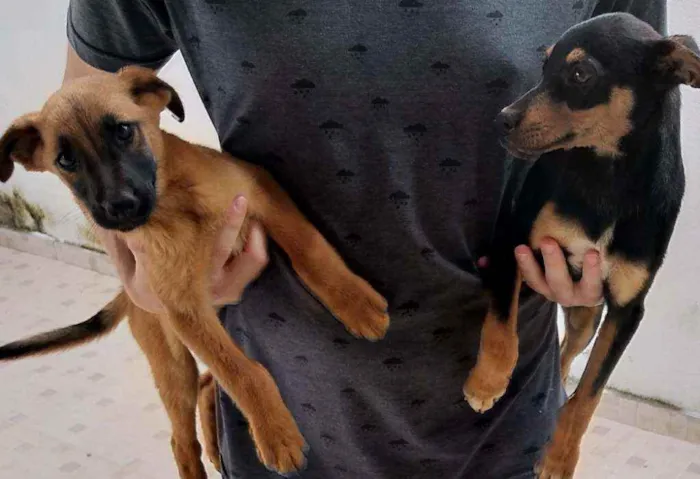 Cachorro ra a SRD idade 2 a 6 meses nome Pretinho e Marronzin