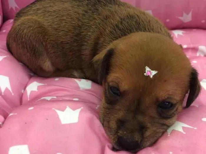 Cachorro ra a Vira-lata  idade Abaixo de 2 meses nome Krika