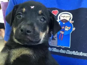 Cachorro raça Linda idade 7 a 11 meses nome Baby