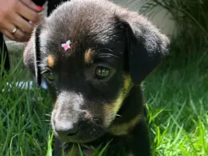 Cachorro raça Linda idade Abaixo de 2 meses nome Jade